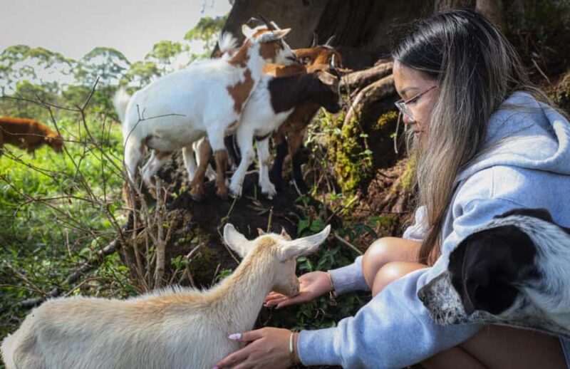 Big Island: Hand Feed & Cuddle Baby Goats - What Makes the Farm Experience Special