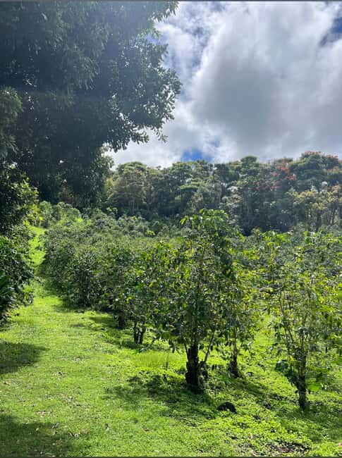 Big Island: Hilo to Kona Day Tour with Tastings - Discover the Big Island with an All-Inclusive Day Tour from Hilo to Kona