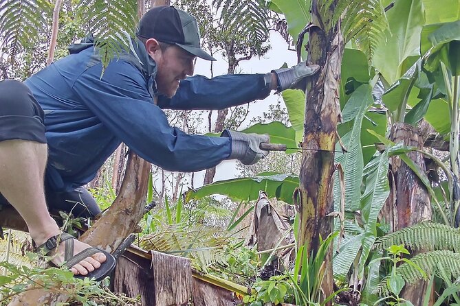 Big Island Jungle Tour with Banana and Guava Green Tea - The Unique Collection of Hawaiian Tiki Carvings