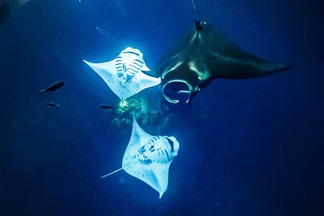 Big Island, Kona Manta Ray Night Snorkel Tour - Photos and Memories: Free GoPro Clips
