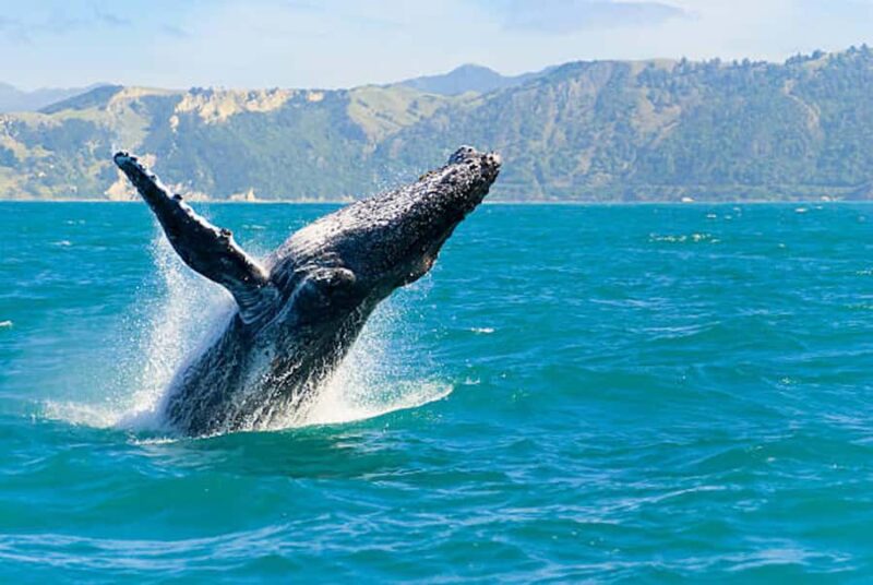 Big Island: Kona Whale Watching Tour - Big Island: Kona Whale Watching Tour — A Close Encounter with Hawaiis Majestic Humpbacks
