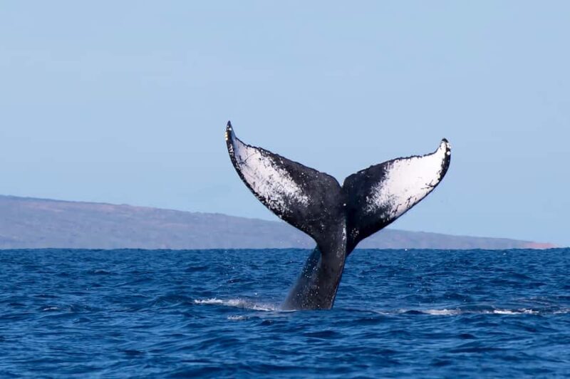 Big Island: Kona Whale Watching Tour - Key Points