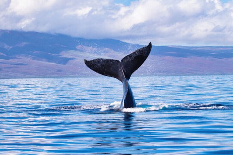 Big Island: Kona Whale Watching Tour - The Crew and Guide Expertise