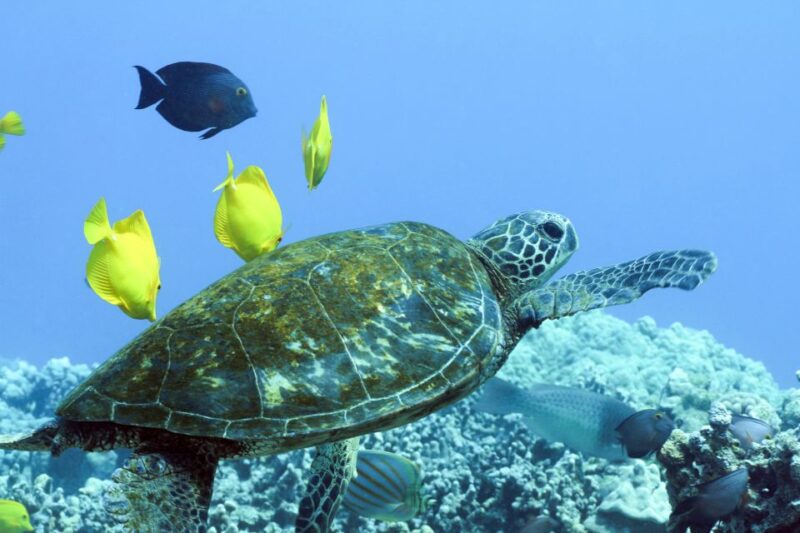 Big Island: Luxury Catamaran Trip along the Kona Coast - Discover the Ultimate Private Catamaran Adventure at Kona