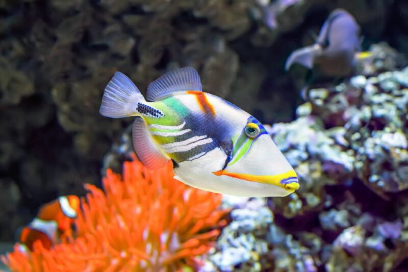 Big Island: Luxury Catamaran Trip along the Kona Coast - Pricing, Cancellation, and Booking Flexibility