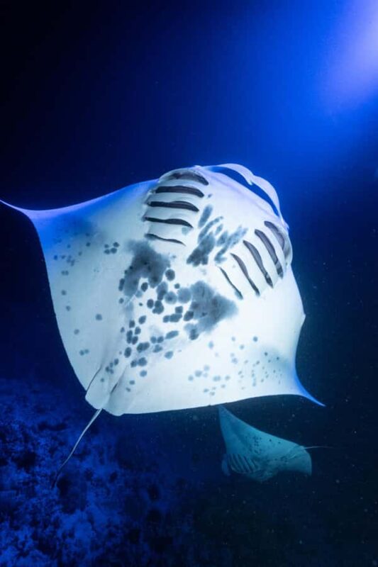 Big Island: Manta Ray Snorkel Boat Tour - Timing, Pacing, and Availability