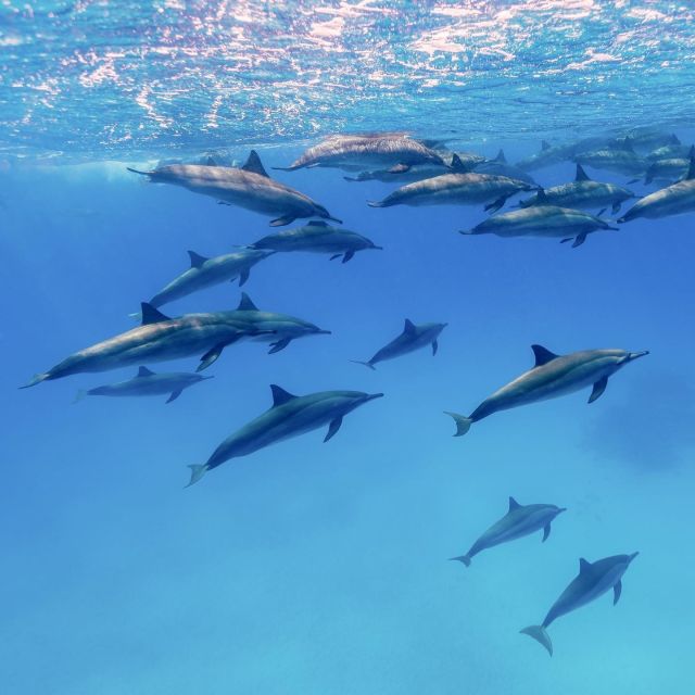 Big Island: Morning Snorkel Sail to Captain Cook's Monument - Frequently Asked Questions