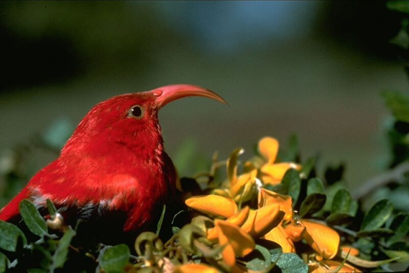 Big Island: Native Bird Watching & Hiking Tour - Bird Species You Can Expect to Spot