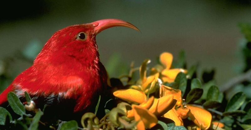 Big Island: Native Bird Watching & Hiking Tour - Practical Details: What’s Included and What Not