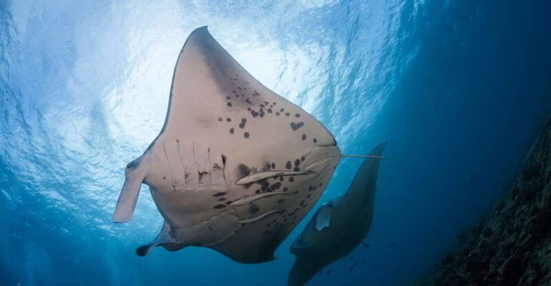 Big Island: Snorkel with Manta Rays - Manta Guarantee - Big Island: Snorkel with Manta Rays - Manta Guarantee
