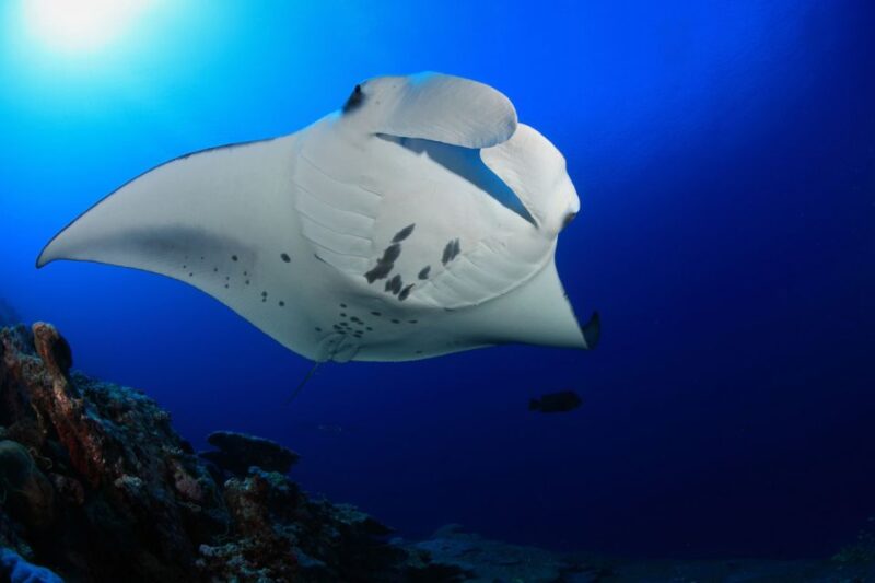 Big Island: Snorkel with Manta Rays - Manta Guarantee - Practical Tips for Participants