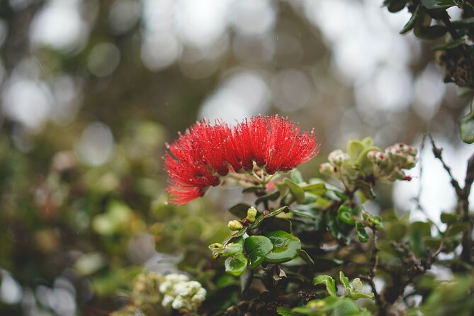Big Island Tour of East to West - Discover Pe’epe’e Falls and the Boiling Pots