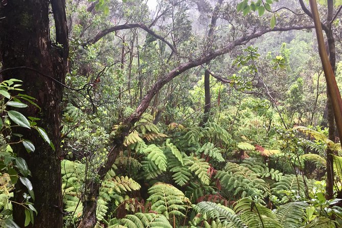 Big Island Volcano Adventure from Kona: Small Group - Lunch and Scenic Drives through Lush Jungle Gorges