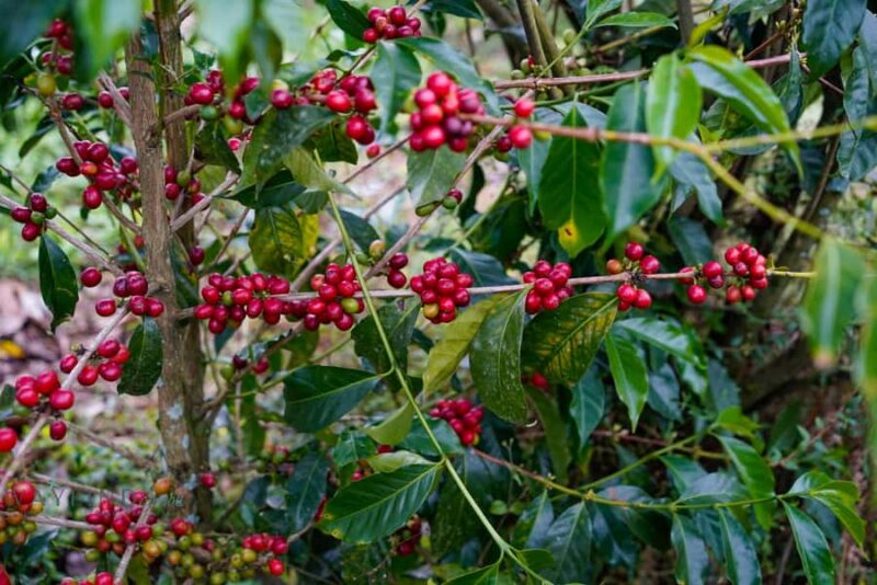 Big Island: Volcano, Waterfalls & Coffee Group Tour - Exploring Hawaii Volcanoes National Park