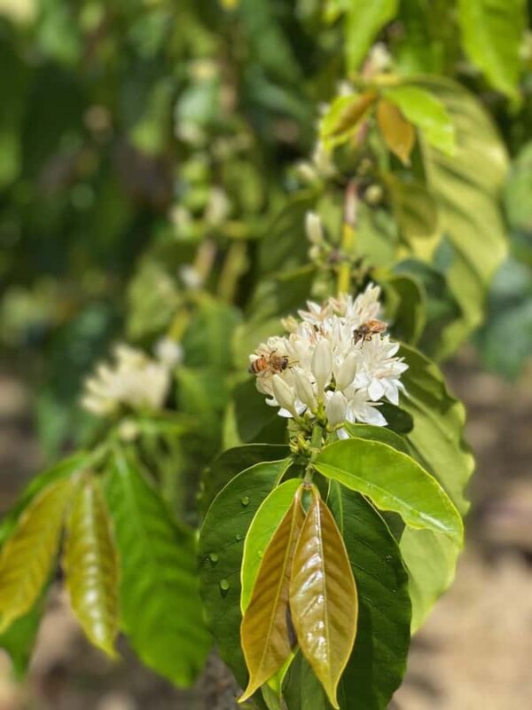 Big Island: Volcano, Waterfalls & Coffee Group Tour - Coffee Tasting at a Renowned Region Coffee Farm