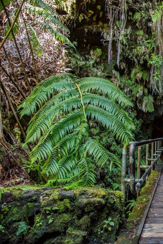 Big Island: Volcanoes, Waterfalls, & Coffee Farm Day-Trip - Scenic Drives and Sunset Views: South Point and Kealakekua Bay