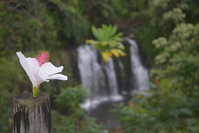 Big Island Waterfall Swim and Hike with Hilo Cruise Ship Pickup - Logistical Details and Group Size