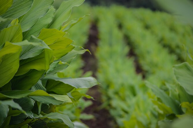 Big Island Waterfall Swim and Hike with Hilo Cruise Ship Pickup - Insights from Reviews and What Makes It Special