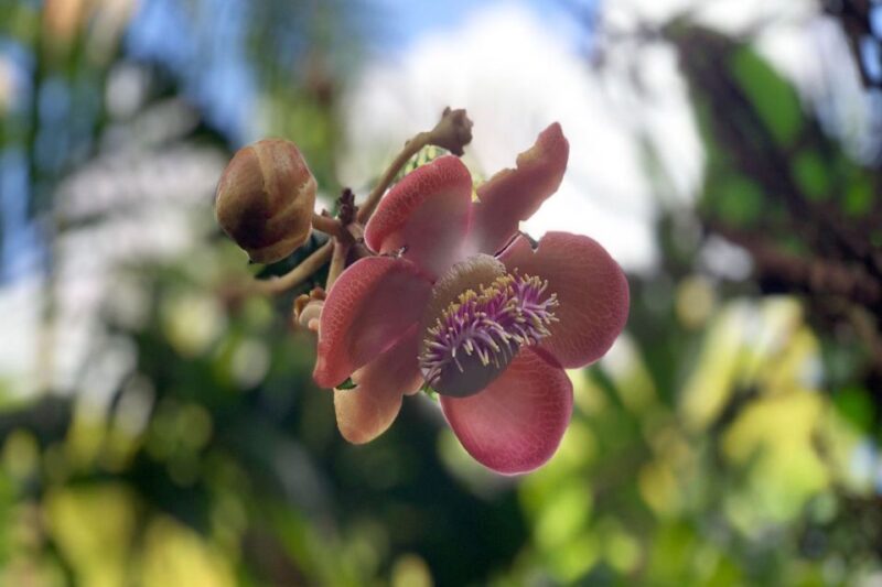 Big Island: Waterfall Tour with Swimming & Botanical Garden - Who Will Appreciate This Tour Most