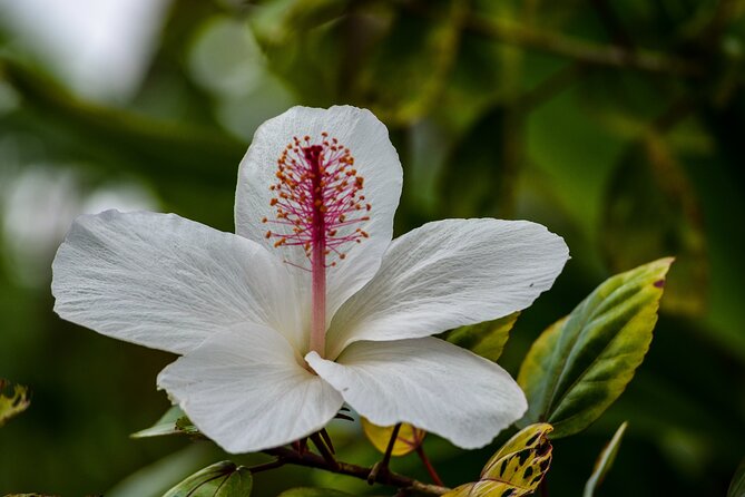 Big Island Zipline over KoleKole Falls - The Final Zipline Over KoleKole Falls