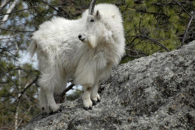 BIG - Mt Rushmore & Crazy Horse & Bison Safari-Needles-Iron Mtn - Exploring Crazy Horse Memorial