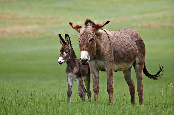 BIG - Mt Rushmore & Crazy Horse & Bison Safari-Needles-Iron Mtn - Wildlife Safari in Custer State Park