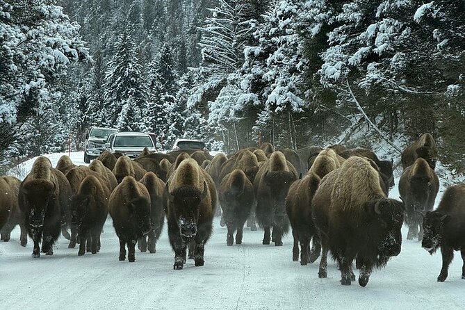 Big Sky Winter Wildlife Safari Lamar Valley Breakfast and Lunch - Discover Yellowstones Winter Wildlife on a Big Sky Safari for $449.99