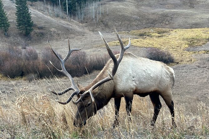 Big Sky Winter Wildlife Safari Lamar Valley Breakfast and Lunch - Key Points