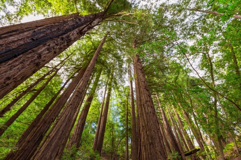 Big Sur: Sightseeing Tour with 4 to 5 Stops - Scenic Drive Along California’s Most Famous Highway