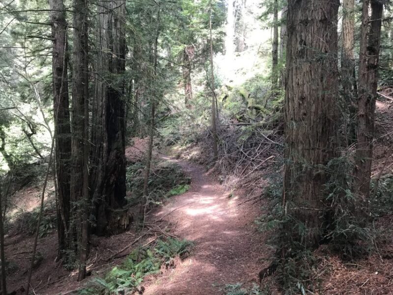 Big Sur: Sightseeing Tour with 4 to 5 Stops - Comfort and Convenience of Door-to-Door Service