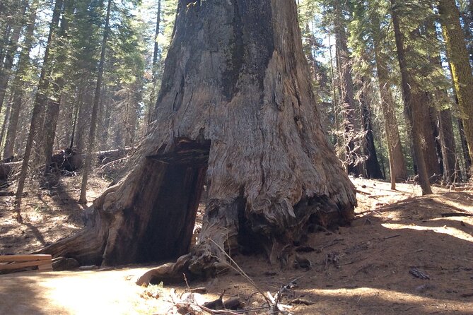 Big Trees Hike & Riverside Cookout Adventure - Guides Who Make the Difference