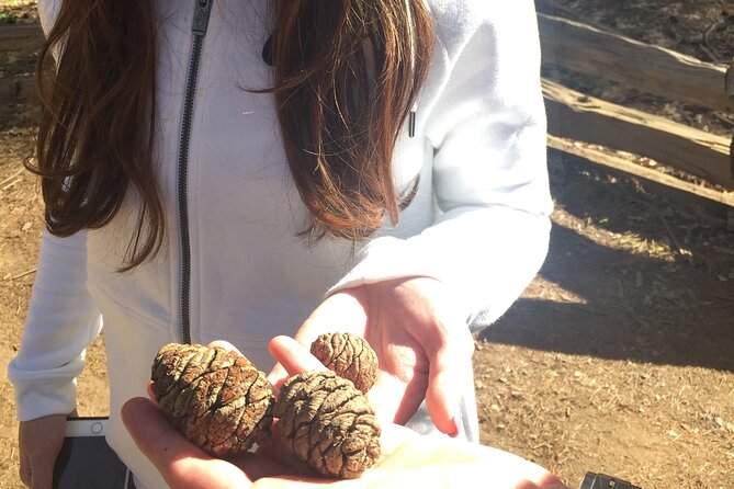 Big Trees Hike & Riverside Cookout Adventure - Post-Hike Riverside Swim and Picnic