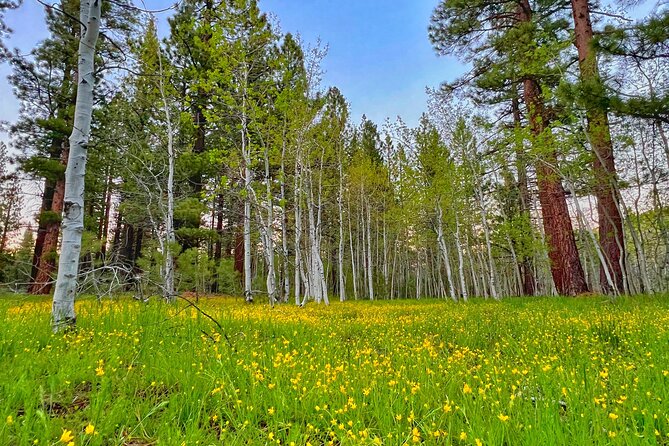 Bike Rental in South Lake Tahoe - The Range of Trail Options for All Skill Levels