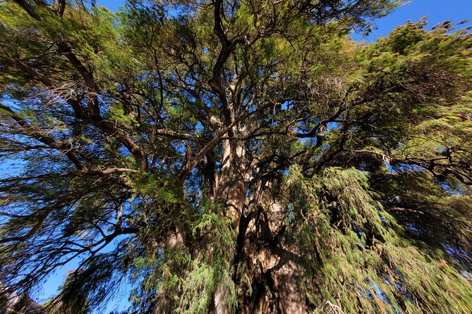 Bike Ride to the Largest Tree in the World - Unique Features of This Tour