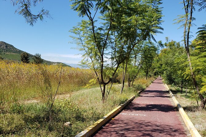 Bike Ride to the Largest Tree in the World - Considerations and Limitations