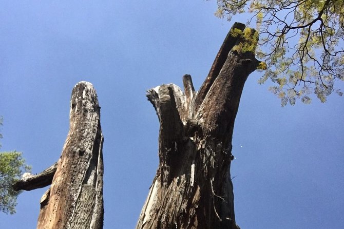 Bike Tour in Mexico City - The Physical Demands and Suitability