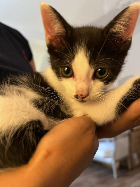 Bilbao: 1 Hour Entry Ticket to a Cat Café - An Enjoyable Visit to Bilbao’s Cat Café with a Unique 1-Hour Experience