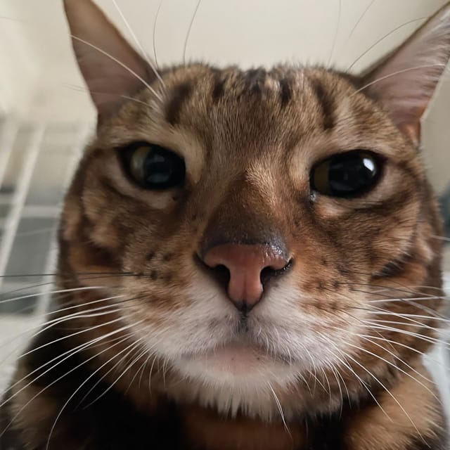 Bilbao: 1 Hour Entry Ticket to a Cat Café - The 60-Minute Purr-fect Experience