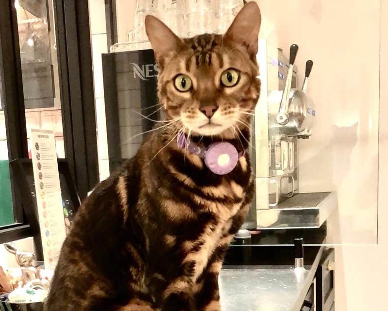 Bilbao: 1 Hour Entry Ticket to a Cat Café - Who Will Enjoy This Experience Most?