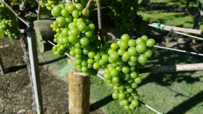 Bilbao: Guided Txacoli Wine Tasting - Discover Bilbao’s Historic Txakoli Cellars