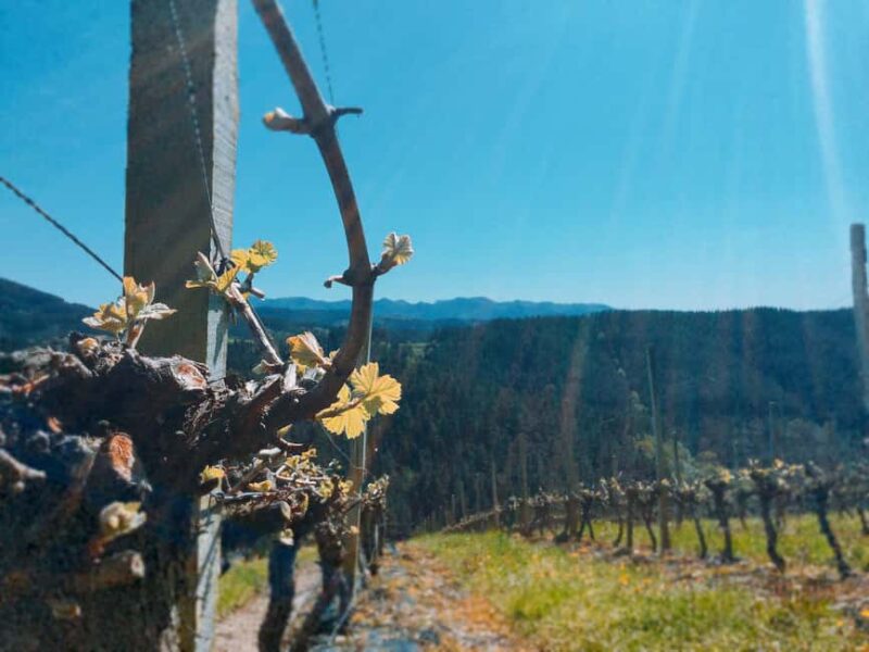 Bilbao: Txakoli and Local Flavors in the Urdaibai Biosphere - The Experience Provider and Similar Options