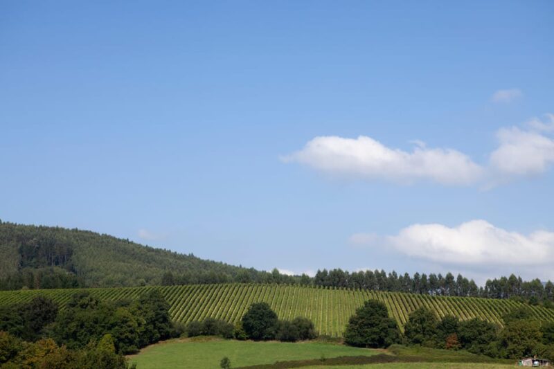 Bilbao Txakoli Wine Tour - Accessibility and Flexibility