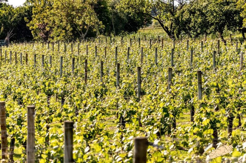 Bilbao Txakoli Wine Tour - Comparing This Tour to Other Regional Wine Experiences