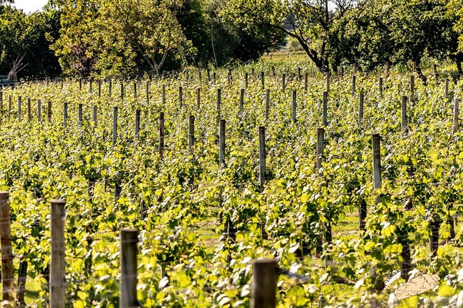 Bilbao Txakoli Wine Tour - The Charm of Bakio: The Birthplace of Txakoli