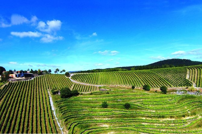 Bilbao Txakoli Wine Tour - Practical Details and Booking Considerations