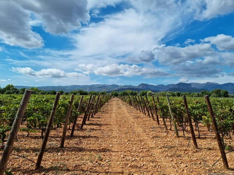 Binissalem: Individual vineyard tour and wine tasting in German - Key Points