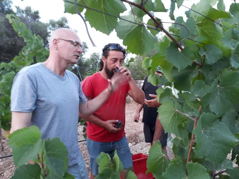 Binissalem: Individual vineyard tour and wine tasting in German - Logistics: Meeting Point and Flexibility