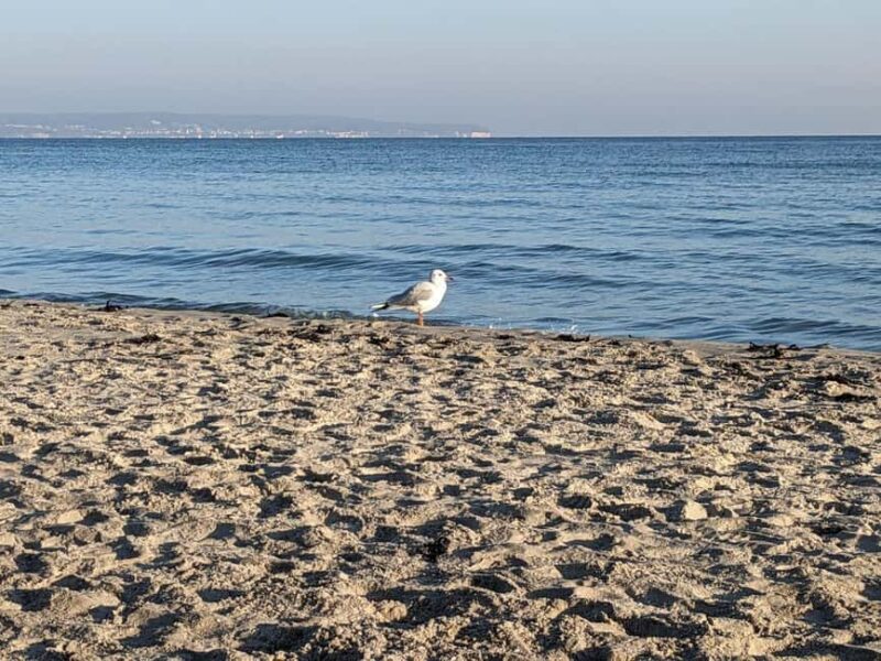 Binz: Guided city tour with sea buckthorn juice - Enjoying the Scenic View at Schmachter See