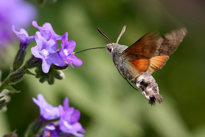 Biokovo Skywalk - The Tour Experience: Guides and Overall Atmosphere