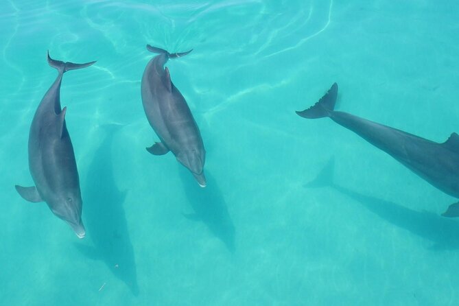 Biologist Owned & Operated: Dolphin Watching & Guided Snorkeling - Guides: Expertise and Engagement